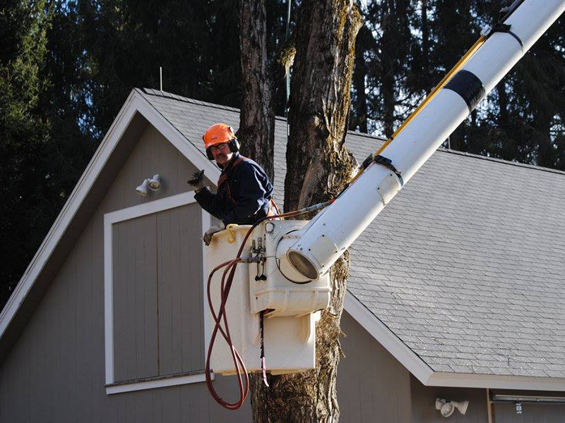 Tree removal in the Berkshires, Tree trimming in the Berkshires, Tree pruning in the Berkshires