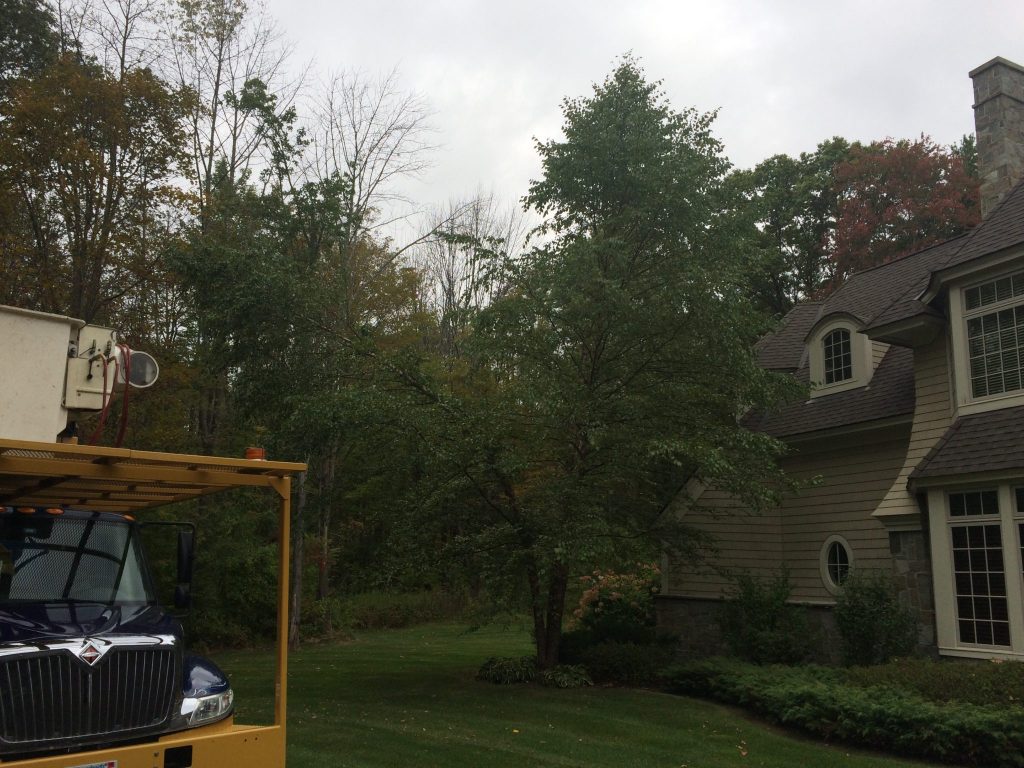 Tree cabling in the Berkshires, Tree companies in the Berkshires, Tree clean up in the Berkshires