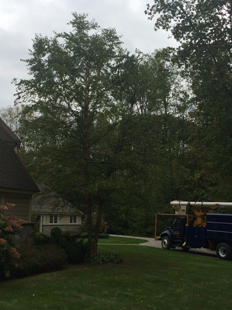 Tree cabling in the Berkshires, Tree companies in the Berkshires, Tree clean up in the Berkshires