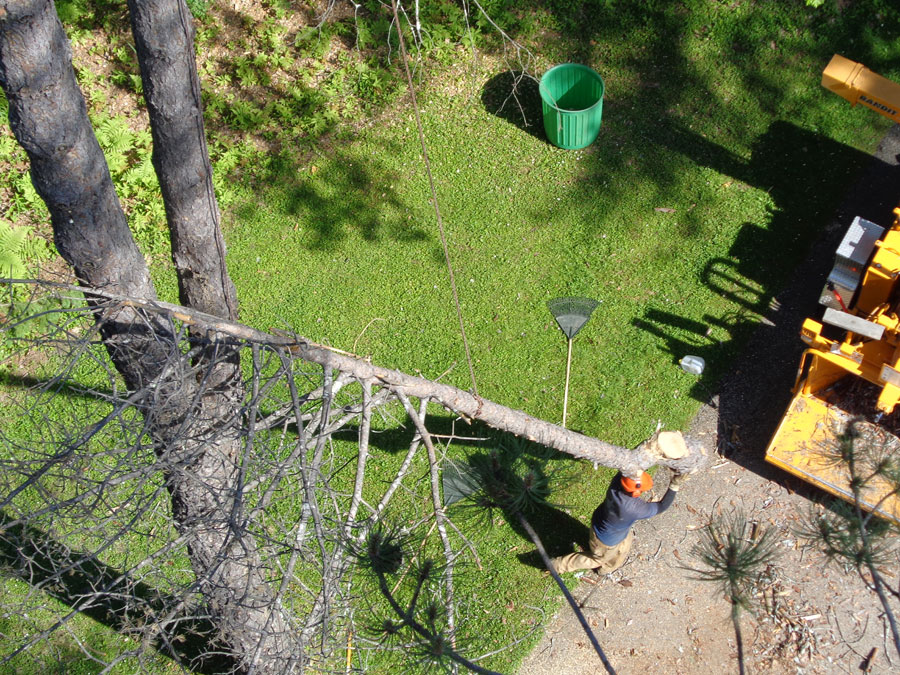 Tree removal in the Berkshires, Tree trimming in the Berkshires, Tree pruning in the Berkshires